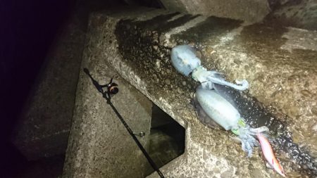 少し大きくなりましたねぇ。