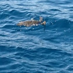 須江でグレ釣り