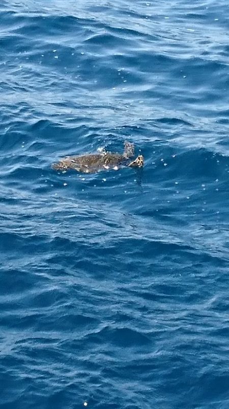 須江でグレ釣り