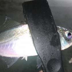 少しだけアジング