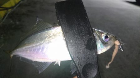 少しだけアジング