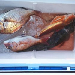 家島真鯛好調‼️