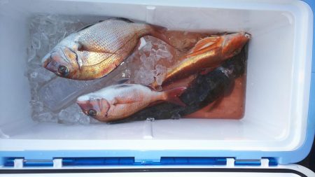 家島真鯛好調‼️