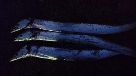 サワラでいいでしょう！