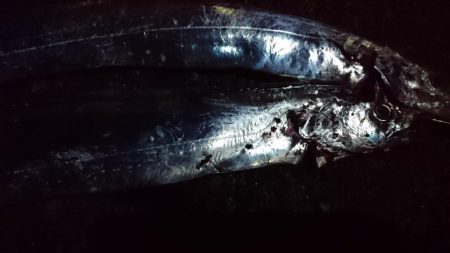 今日はエサ釣り！