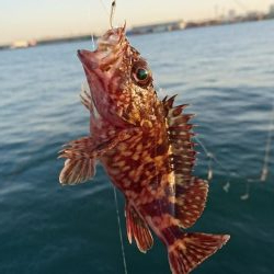 今年はタチウオ少ない・・