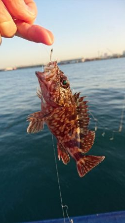 今年はタチウオ少ない・・