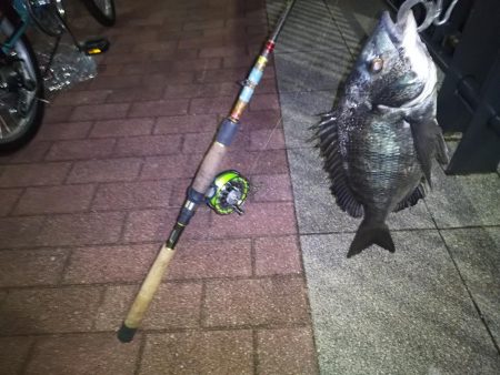 あたり不明確おチヌ