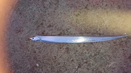 締めの太刀魚でやっと