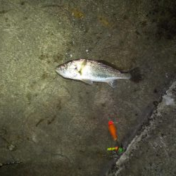 タチウオ以外にも。。。