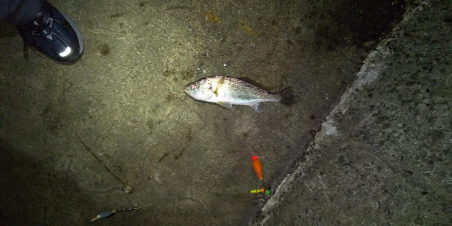 タチウオ以外にも。。。