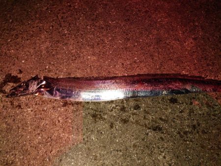 やっと来たー！