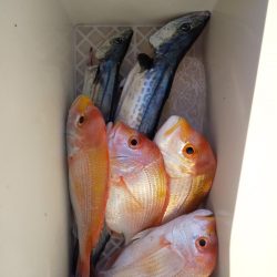 ボートエース出撃！