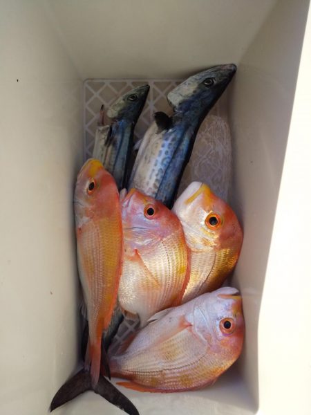 ボートエース出撃！