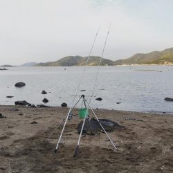 カレイはまだ・・落ちギス良好‼️