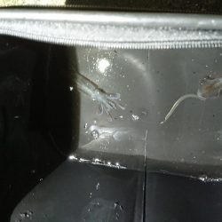 ヒイカエギング