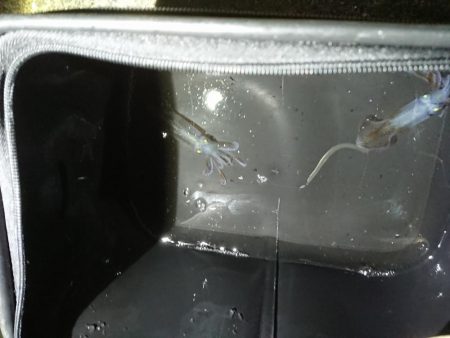 ヒイカエギング