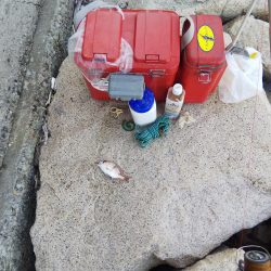 落ちギス活発、カレイはマダ‼️