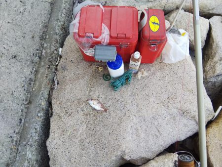 落ちギス活発、カレイはマダ‼️