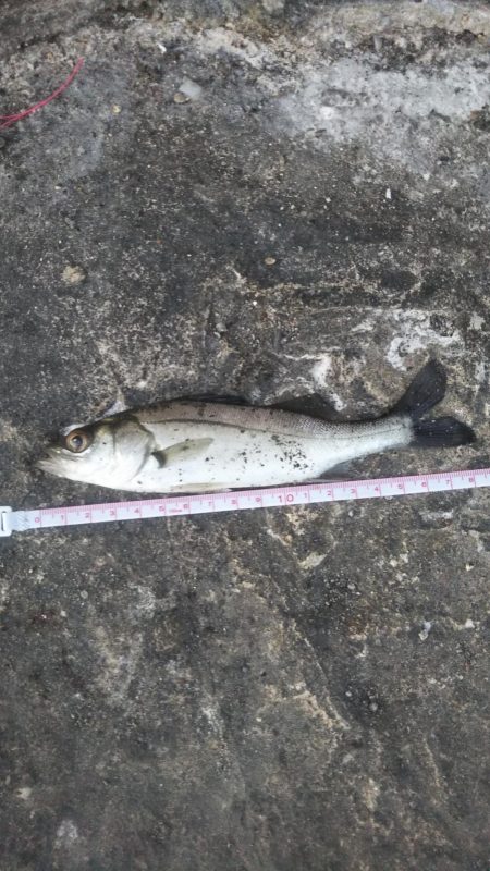 夕方、やや強い風、波少し立ち気味