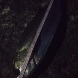 最高サイズセイゴ33cm