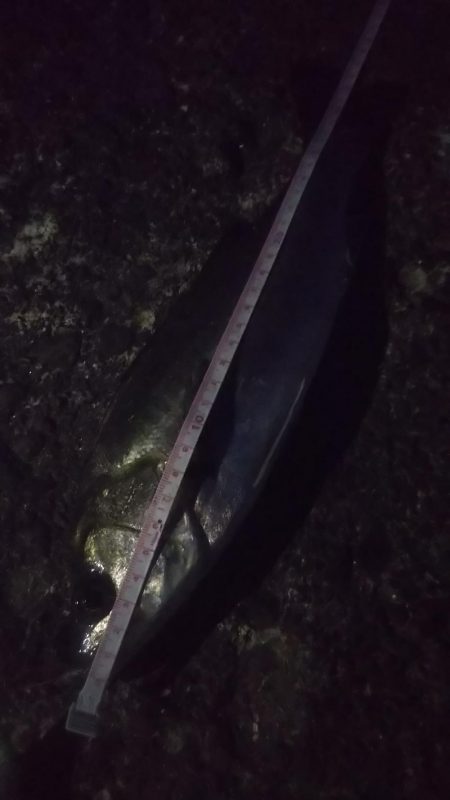 最高サイズセイゴ33cm