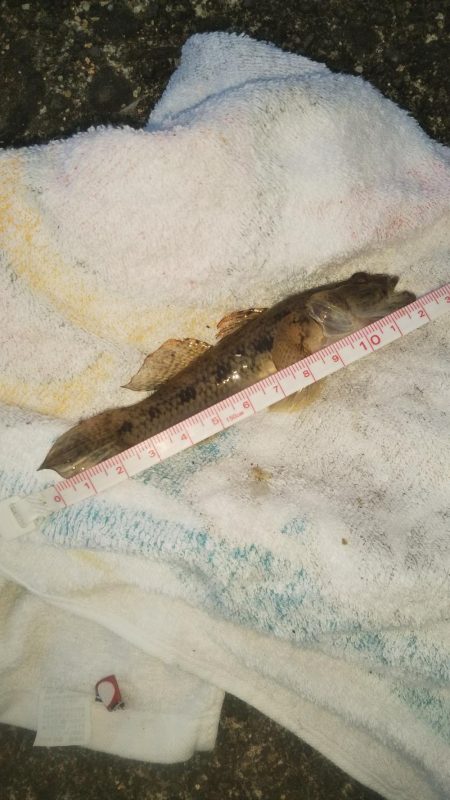 最高サイズセイゴ34cm