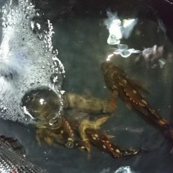 今日も釣れました