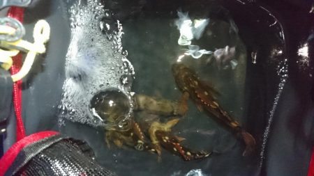 今日も釣れました