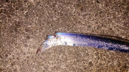 ジグでも釣れます