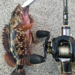 【苅田港】秋のシーバス調査~続き3