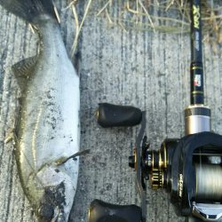 【苅田港】秋のシーバス調査~続き2