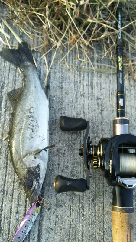 【苅田港】秋のシーバス調査~続き2