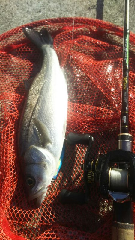 【苅田港】 秋のシーバス調査～続き４