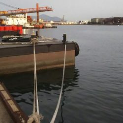 【若松洞海湾】シーバス調査