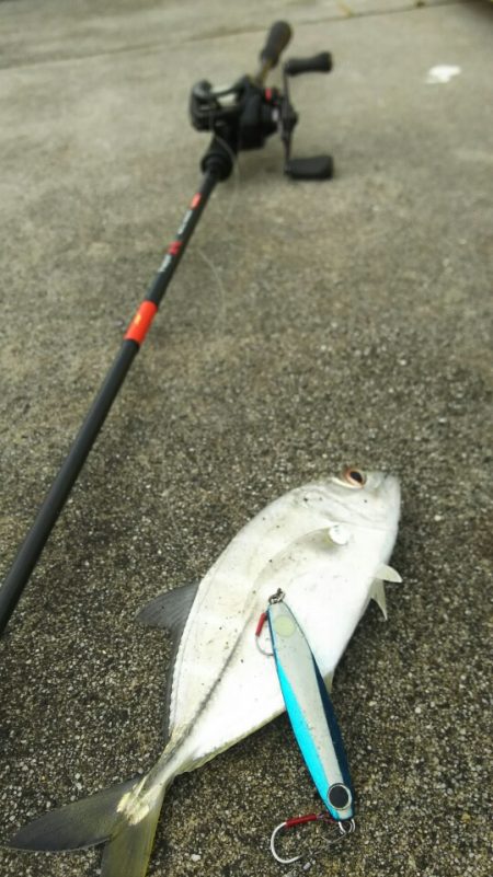 トウゴロウイワシ大群接岸中