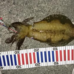 先週当たりが少なくなった！