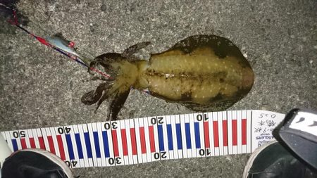 先週当たりが少なくなった！