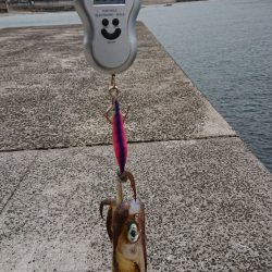 ネコがイカ食ったら腰抜かすってホンマ?