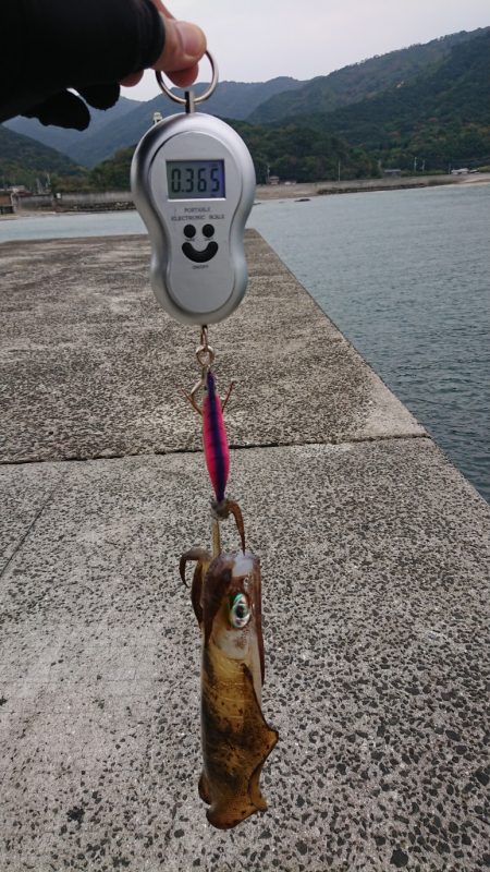 ネコがイカ食ったら腰抜かすってホンマ?