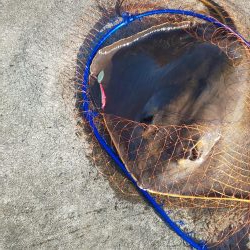 1m超とF5の外道・・・