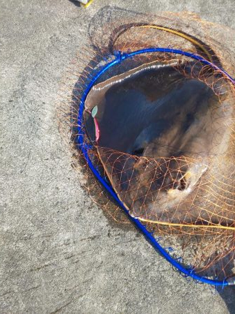 1m超とF5の外道・・・