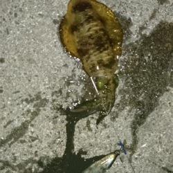 当たりが多かった