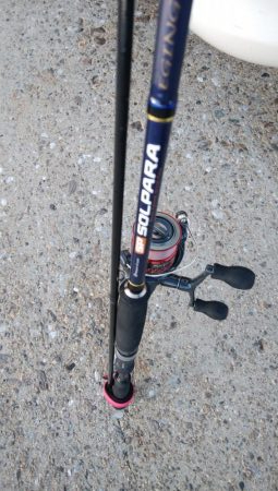 タチウオぼちぼち釣れる