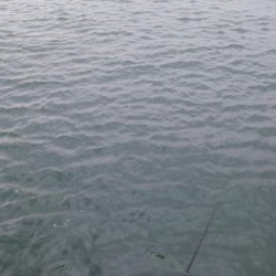 タチウオ日ムラはしょうがないな