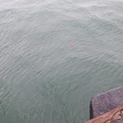 今日の本命はハマチ