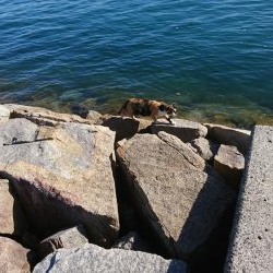 日に日にベイトがいなくなってるような