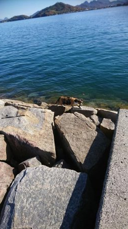 日に日にベイトがいなくなってるような