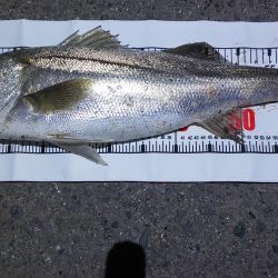 久しぶりのおっきい魚