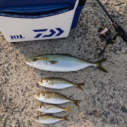 ハマチ？ツバス？